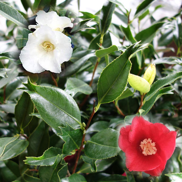 ���� ���ڤ���/�ء�������ءʥ��󥮥�ХĥХ���4��ݥå�2�糧�å�