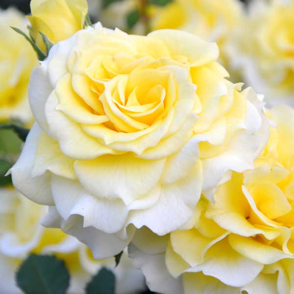 バラの苗/バラ：フレグランスローズ ラ・ルーチェ6号鉢