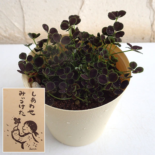 草花の苗/四つ葉のクローバー黒葉(しあわせ みぃつけた)3.5号ポット 3株セット