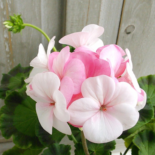 楽天市場】ゼラニウム 黄色（苗物｜ガーデニング・農業）：花