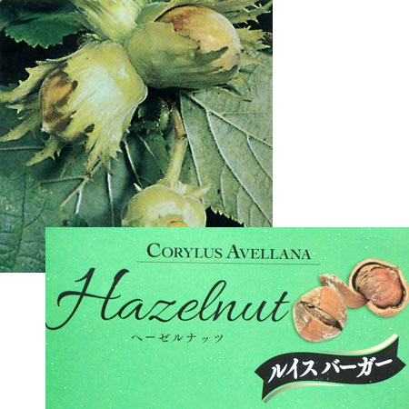 果樹の苗/ヘーゼルナッツ（西洋ハシバミ）：ルイスバーガー4.5～5号ポット＊