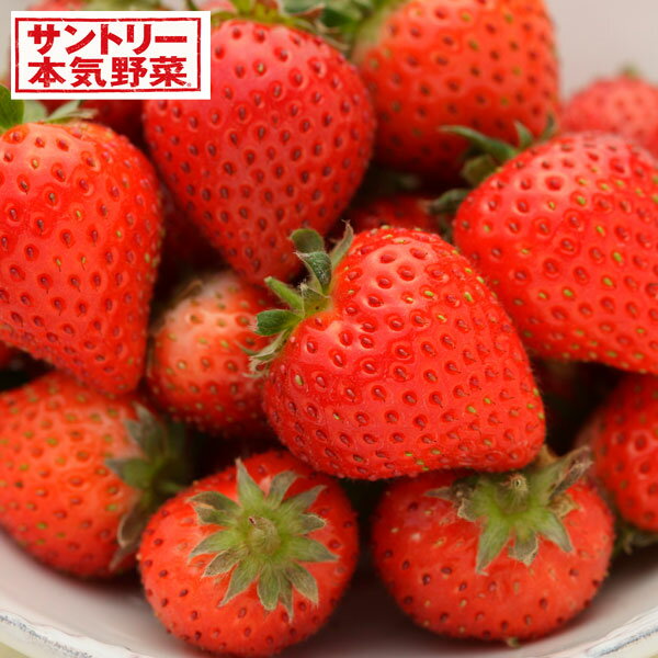 野菜の苗/イチゴ（一季成り）：蜜香(R)（みつか）3号ポット 12株セット