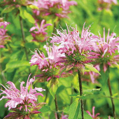 草花の苗/モナルダ（ベルガモット）：ディディマ クリスタルピンク3.5号ポット