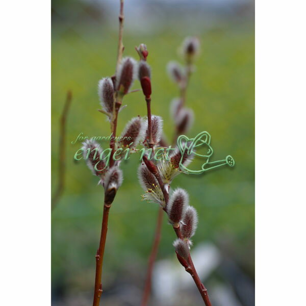 ���� ���ڤ���/�ͥ���ʥ���ǭ���ˡ���������ͥ���ʥ�2.5��3��ݥå� 2�����å�