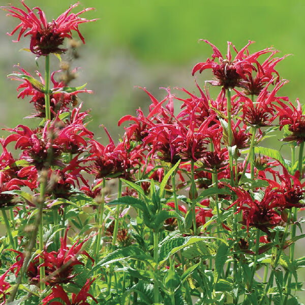 草花の苗/モナルダ（ベルガモット）：ディディマ レッド3.5号ポット