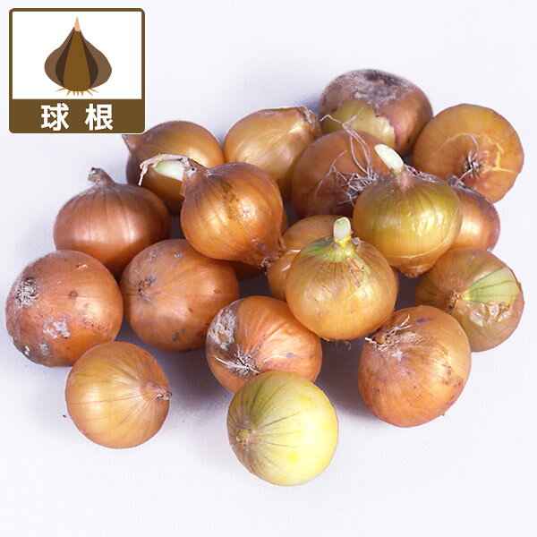 小型 簡単植え付け、プランター栽培もおすすめたまねぎの球根野菜の苗/タマネギ：菜園玉ネギ12球入り（野菜球根パック）玉ねぎは最もポピュラーな野菜のひとつです。栽培は簡単ですから家庭菜園向きの野菜です。ビタミンB1の吸収がよく新陳代謝を活発にし、ビタミンC、ミネラルを含みますから特に冬の食卓に欠かせない野菜です。植付け時期：7月下旬〜9月上旬収穫時期：11〜12月＜栽培ポイント＞プランターの場合・菜園用の深いプランターを使用します。・市販の培養土を使い元肥をしっかり混ぜます。・陽のあたる屋外で管理します。・表面の土が乾いたら水やりを忘れずに。畑の場合・陽のあたる場所を深く耕し、元肥をしっかり混ぜます。・土をかけ、たっぷり水やりします。・追肥は芽が出て活着してきたら、配合肥料を1〜2回施します（プランターも同じ）。