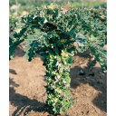 野菜の苗/プチヴェールホワイト 3号ポット2株セット