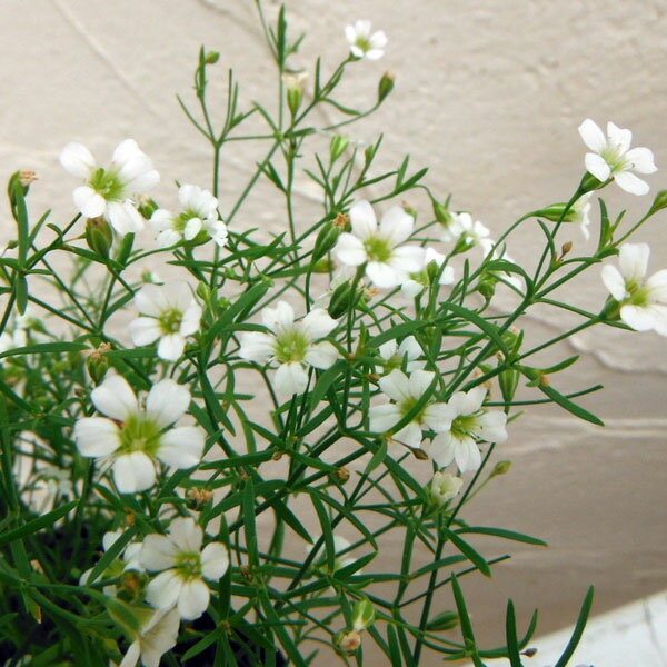 草花の苗/ジプソフィラ（カスミソウ）：ジプシー ホワイト3-3.5号ポット