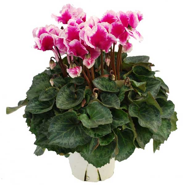 シクラメン：ひらり むらさきバイカラー5号鉢植え