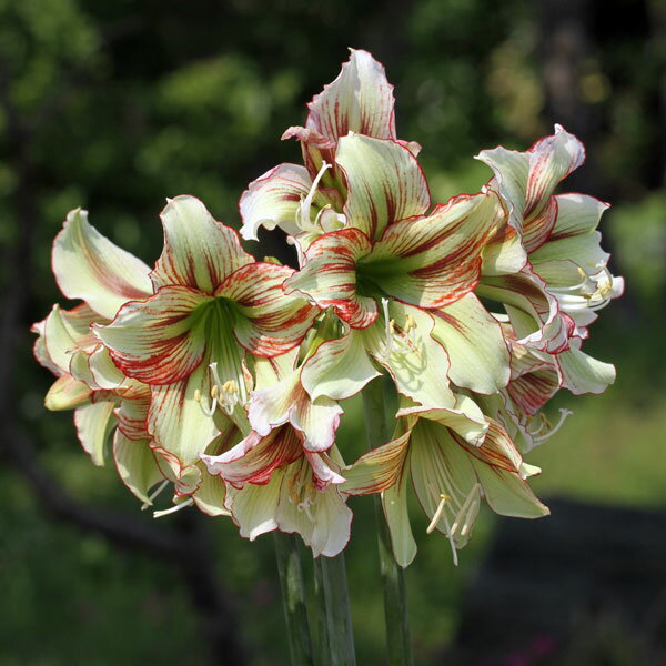 球根/ガーデンアマリリス：ビリティラスカル1球