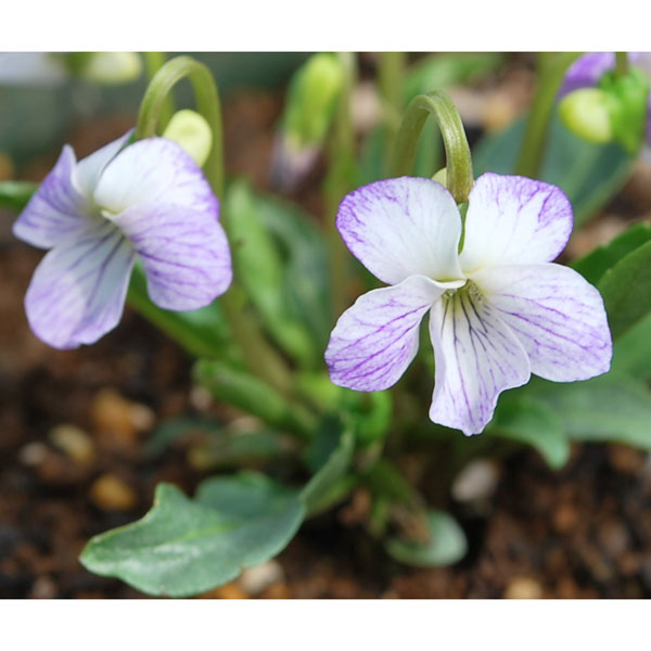 山野草の苗/スミレ：アリアケスミレ紅花2.5号ポット