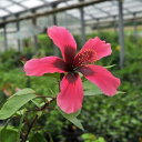 草花の苗/ハイビスカス:フィジーアイランド3号ポット