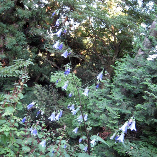 草花の苗/ツリガネニンジン3号ポット 2株セット