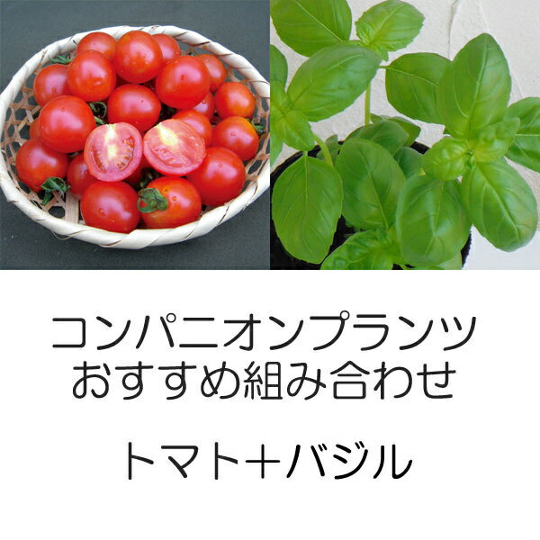 植物の苗/コンパニオンプランツ栽培セット：天使のトマト(R)ミニ（ミニトマト）2株とバジル 3株