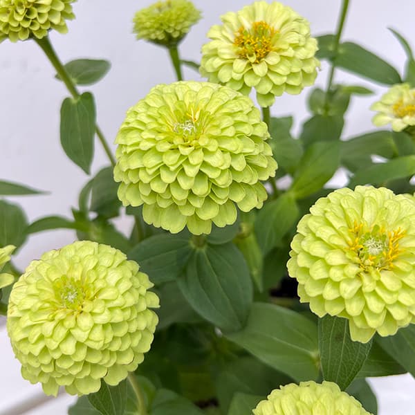 草花の苗/ジニア（百日草）：クイーンライム3-3.5号ポットのサムネイル