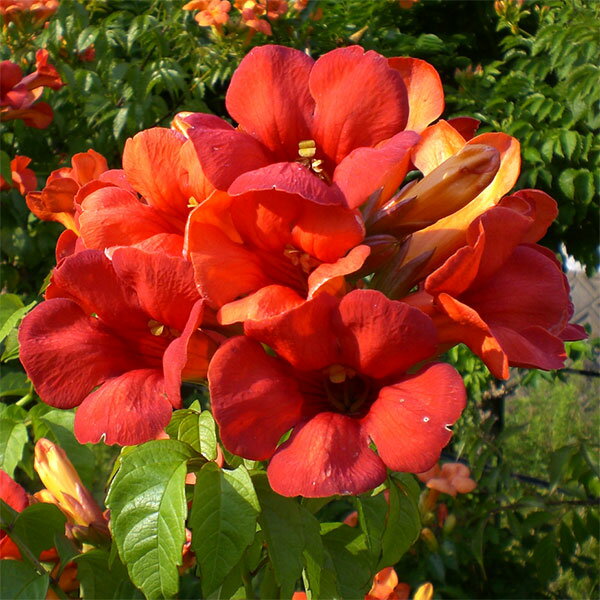 草花の苗/ノウゼンカズラ：フレッサタカラヅカ6号鉢植えのサムネイル