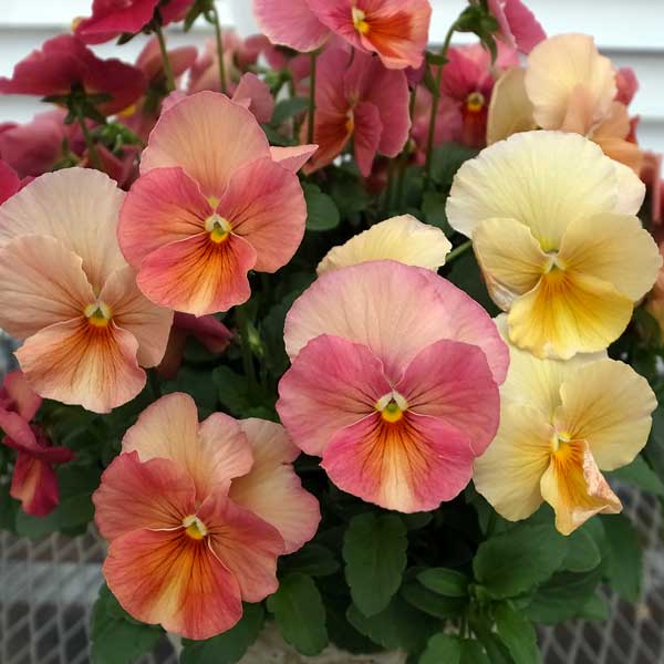 草花の苗/パンジー：みやび　キューティーアプリコット3-3.5号ポットのサムネイル