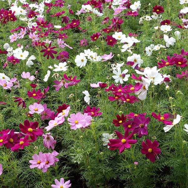 草花の苗/コスモス高性：センセーションミックス3号ポット 6株セットのサムネイル