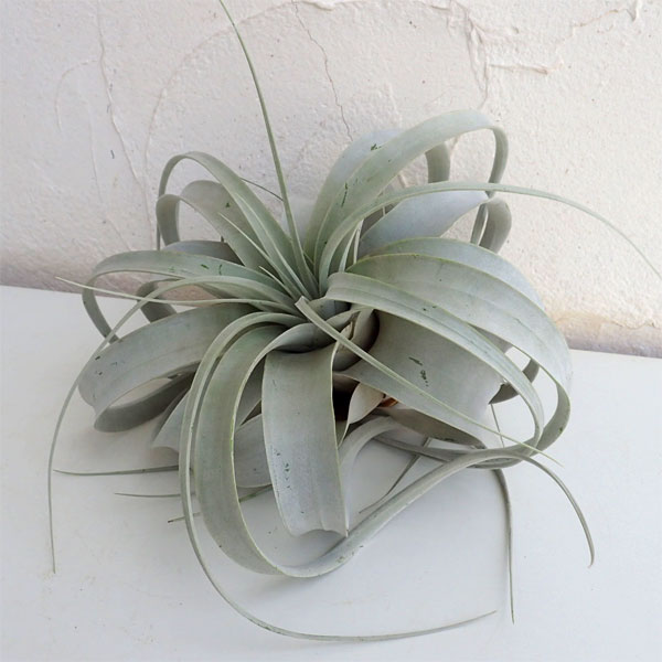 観葉植物/チランジア：キセログラフ...