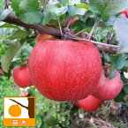 果樹の苗/リンゴ：ルビースイート4～5号ポット