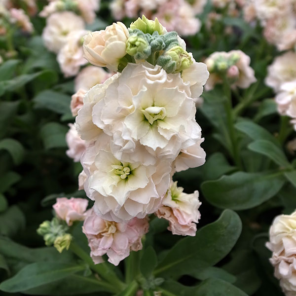 草花の苗/ストック：ベイビー　アプリコット3-3.5号ポット 3株セット