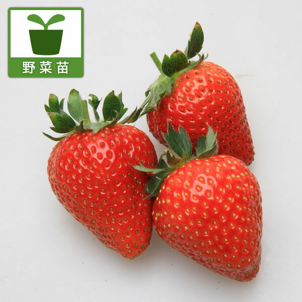 野菜の苗/イチゴ：おいCベリー大苗4号ポット...