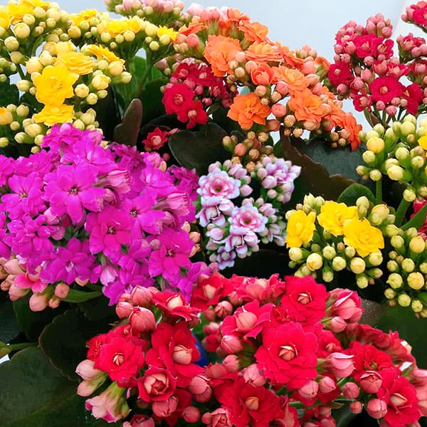 カランコエ:カランディーバ 花色ミックス6号鉢植え