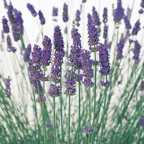 ハーブの苗/ラベンダー（ラバンディン系）：プロバンス3号ポット 2株セット