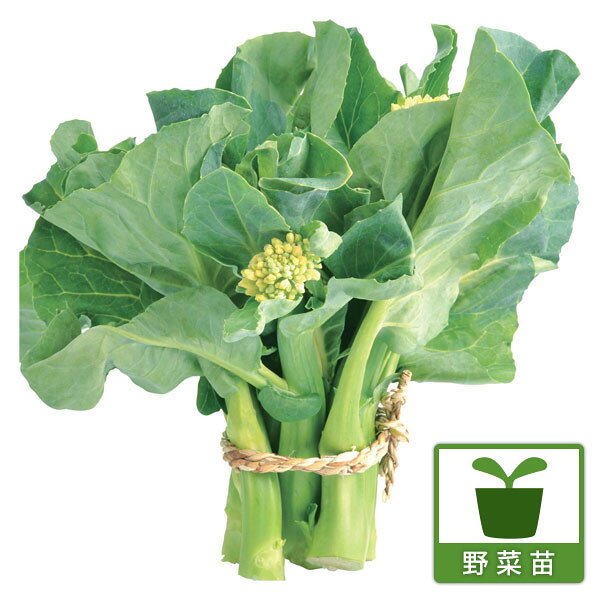 野菜の苗/極太カイラン苗3号ポット