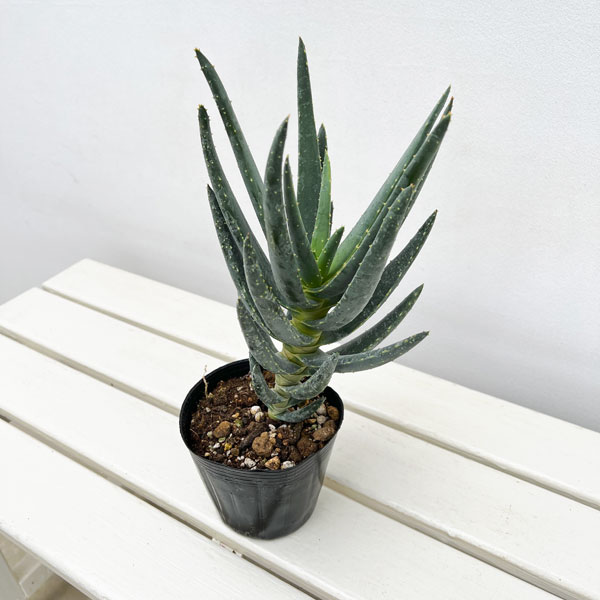 観葉植物/アロエ：ディコトマ4号ポット*