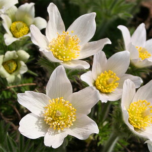 草花の苗/西洋オキナグサ（プルサティラ）：ホワイトベル（白花）3号ポット
