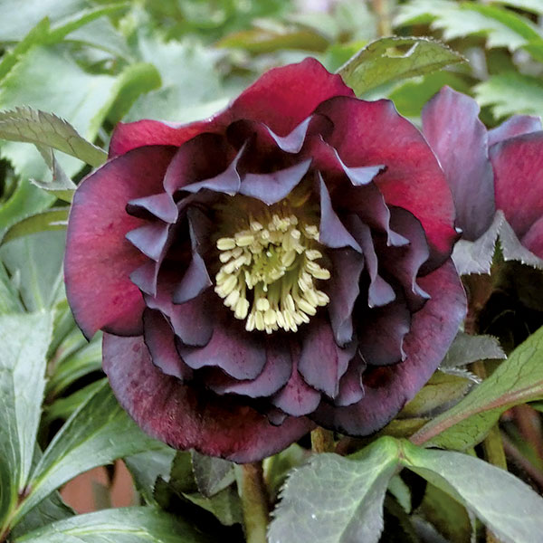 クリスマスローズ：濃姫（のうひめ）3.5号ポットのサムネイル