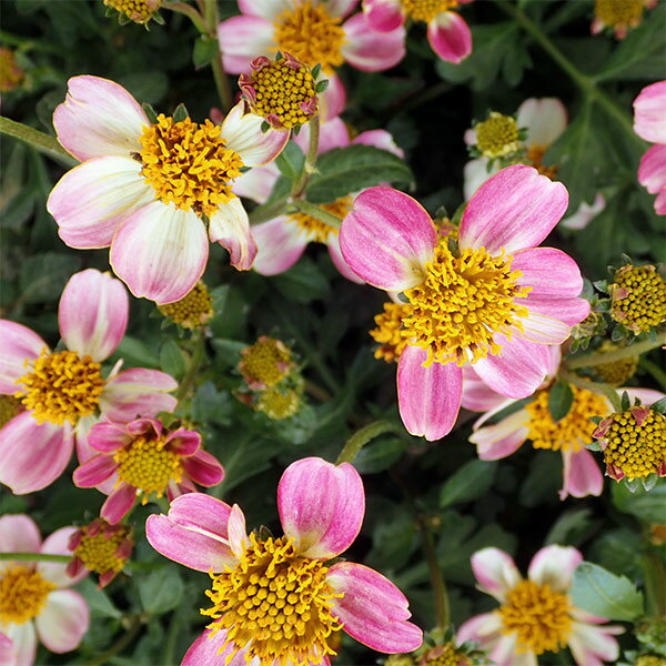 草花の苗/ウインターコスモス（ビデンス）：ピンクハニー3号ポット 2株セットのサムネイル