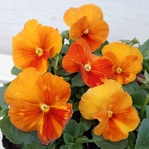 草花の苗/パンジー：オレンジスライス3-3.5号ポット 12株セット