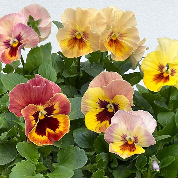 草花の苗/パンジー：わらく　アプリコットティ3〜3.5号ポット 8株セット