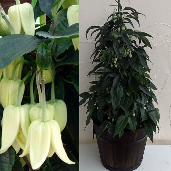 クレマチス：ユンナンエンシス8号鉢ツリー仕立てと焼杉プランター：深丸（中）のセット