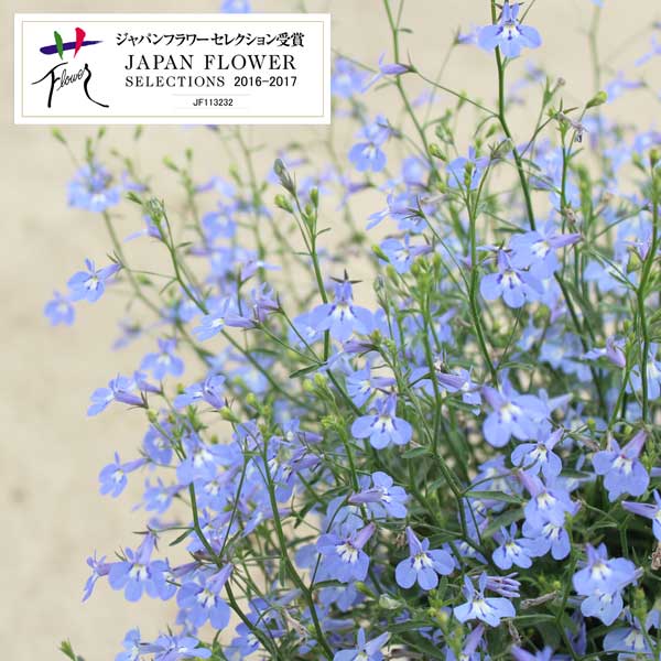 草花の苗/ロベリア：空色てふてふ青空ブルー3号ポット