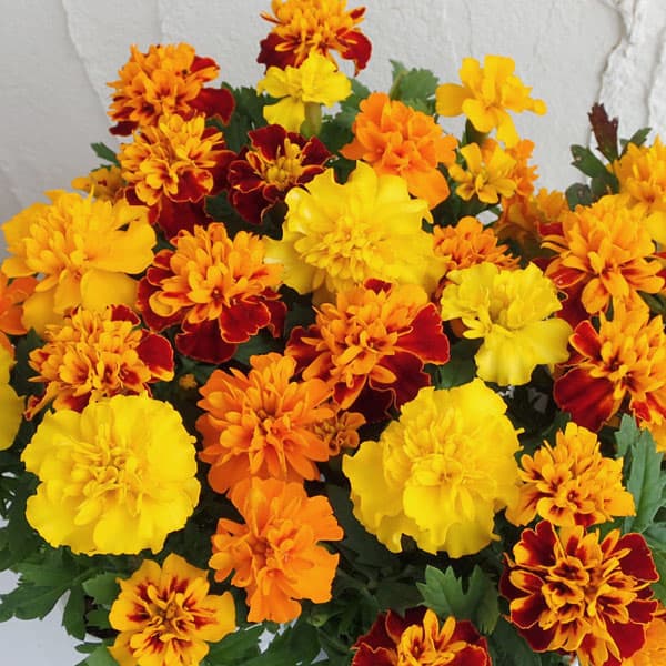 草花の苗/ばらまきマリーゴールド マリーちゃん2.5号