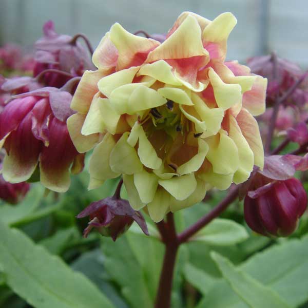 カランコエ：サニーデイ4号鉢植え