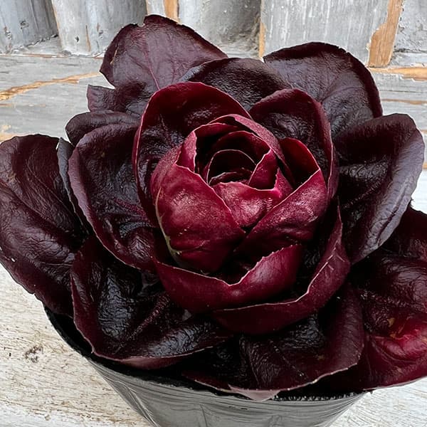 草花の苗/レッドチコリ（トレビス）3号ポット 2株セット