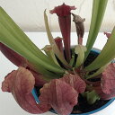 観葉植物/サラセニア:フィラデルフィア4.5号底面給水鉢植え