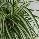 オリヅルラン 観葉植物/オリヅルラン：中白斑入り　5号吊り鉢