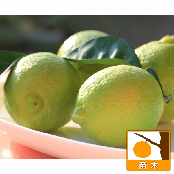 果樹の苗/レモンカボス：ゆうか4～5号ポット*