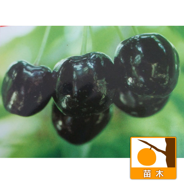 果樹の苗/サクランボ：カナディアン...