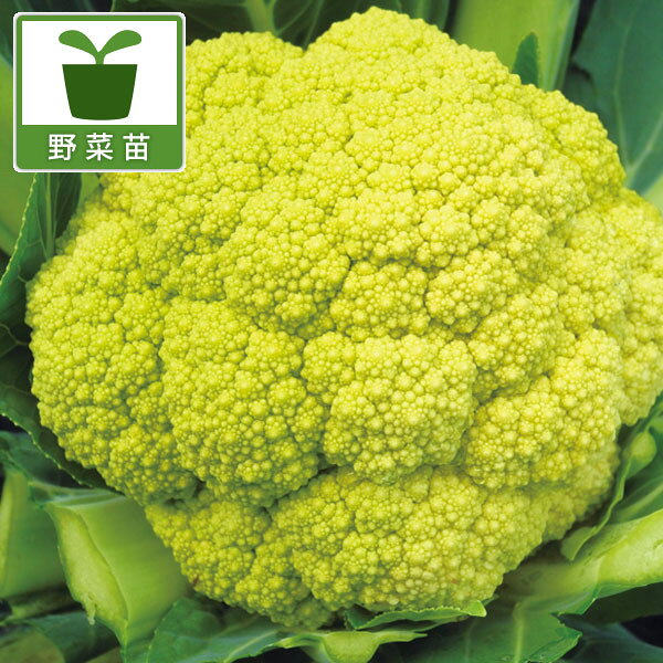 野菜の苗/カリフラワー：シチリアンイエローグリーン苗3号ポット 2株セット