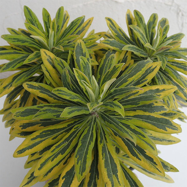 草花の苗/[棚卸セール]ユーフォル...