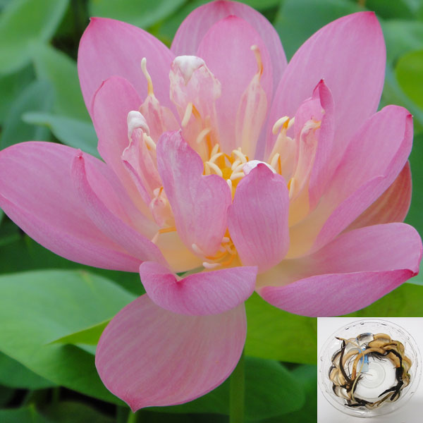 草花の苗/花はす：レンコン丸：桃紅小茶碗蓮（トウコウショウワンレン）