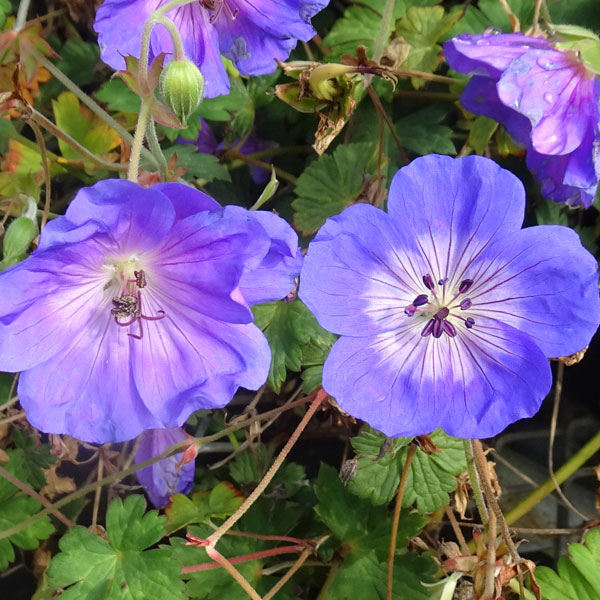 草花の苗/ゲラニウム：アズールラッシュ4号ポットのサムネイル