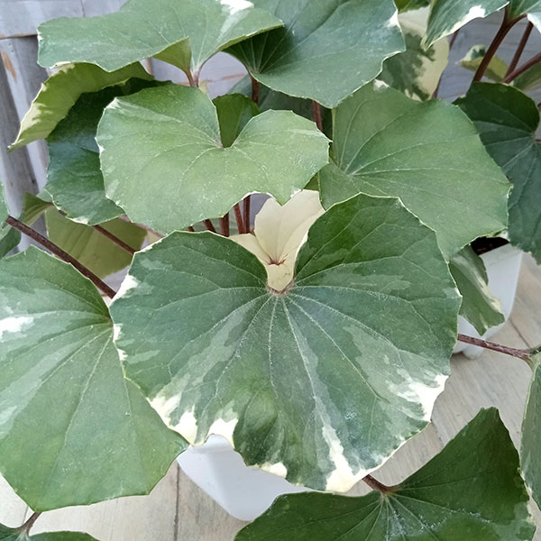 山野草の苗/ツワブキ：浮雲錦 うきぐもにしき 5号鉢植え