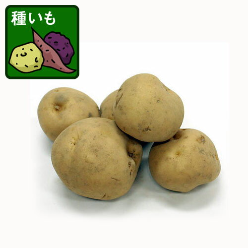 野菜の苗/ジャガイモの種いも：男爵（ダンシャク）1kg 2袋セット（合計2kg）